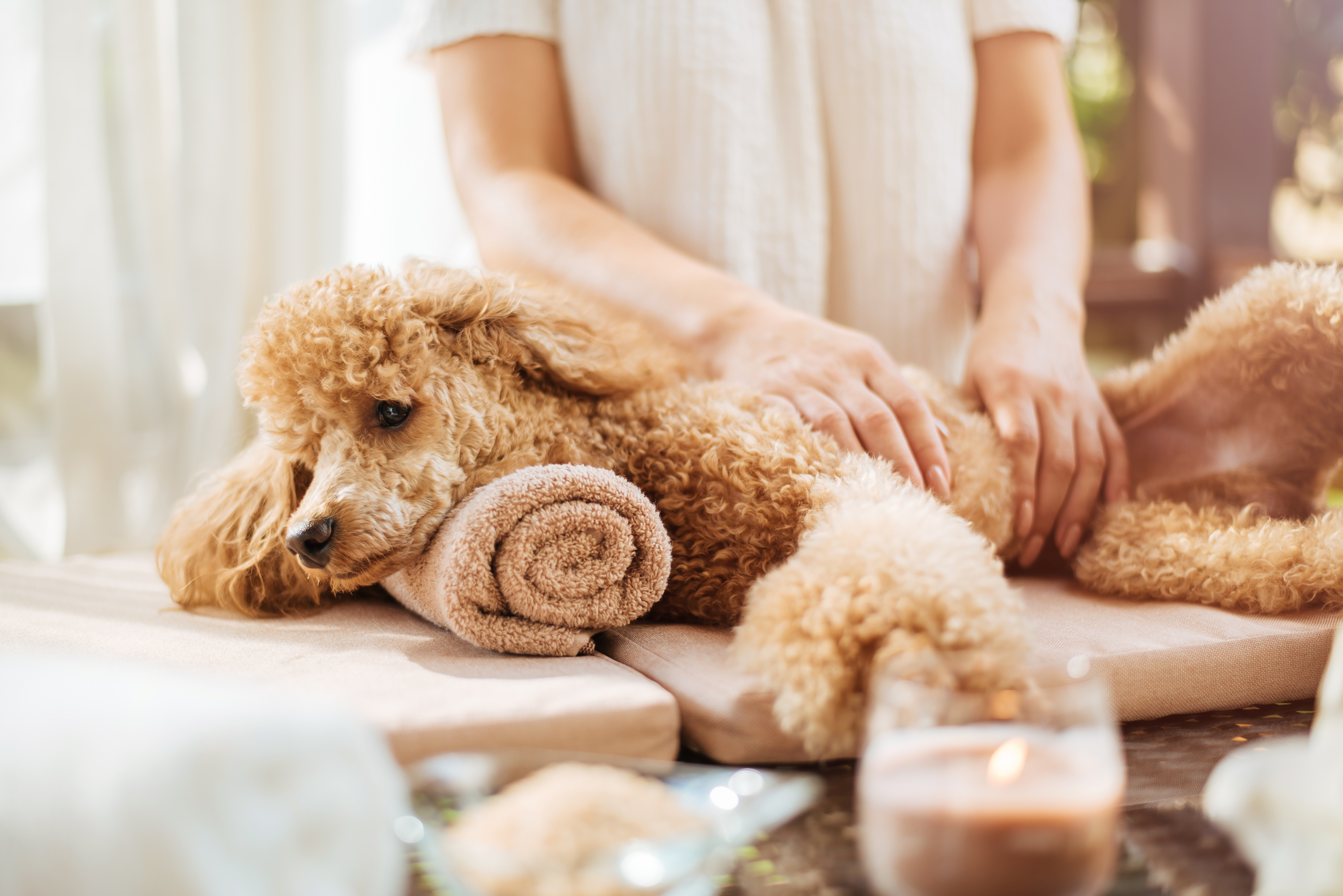 Read more about the article Pampering Your Pet In 2019