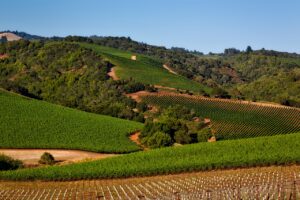 Read more about the article A Toast To California’s Wine Country