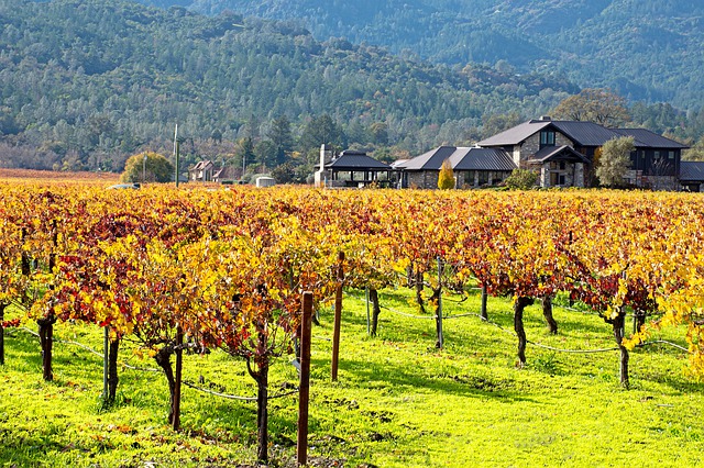 Read more about the article California Wine Country Will Rise Again