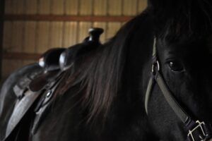 Read more about the article Leather’s Essential Role in the Equestrian World
